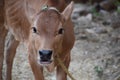 The sacred brown calf;