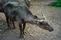 The sacred buffaloes of Surakarta Royal Kingdom.