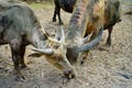 The sacred buffaloes of Surakarta Royal Kingdom. Royalty Free Stock Photo