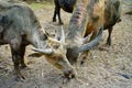 The sacred buffaloes of Surakarta Royal Kingdom.