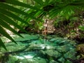 Sacred cenote azul in Tulum, Yucatan Peninsula, Mexico Royalty Free Stock Photo