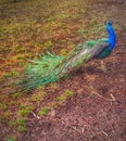 The Sacred and Colorful Peacock