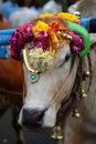 Sacred Cow Royalty Free Stock Photo