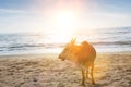 Photo of Sacred cow on beach Royalty Free Stock Photo