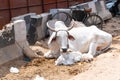 Sacred Cow in India. Portrait of sacred cow in busy street at night in India, adorned with fabric headwear, New Delhi Royalty Free Stock Photo