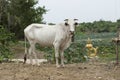 Sacred cow with a sculpture of a golden Siren. Battambang, Cambodia