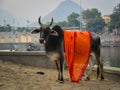 Sacred cow on street in Pushkar, India Royalty Free Stock Photo