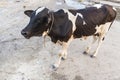 Sacred cow on street near the gate of Rameswaram, India Royalty Free Stock Photo