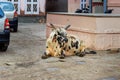 Sacred cow on street in old city of Bikaner. India Royalty Free Stock Photo