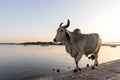 sacred cow walking along Gomti riverside at sunset Royalty Free Stock Photo