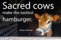 Sacred Cows Make the Tastiest Hamburger Royalty Free Stock Photo