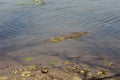 sacred crocodile, Burkina Faso