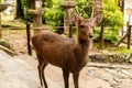 Sacred curious brown deer with horns living in Nara Park, in city of Nara