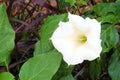 Sacred datura flower Royalty Free Stock Photo