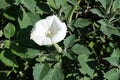 Sacred datura white flower in the garden Royalty Free Stock Photo