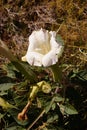 Sacred datura, a white poisoonus flower Royalty Free Stock Photo