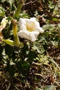 Sacred datura, a white poisoonus flower