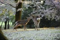 Sacred deer of Japan, during cherry blossom season Royalty Free Stock Photo