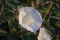 Beautiful white flower of Sacred Datura