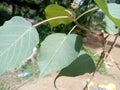 This is sacred fig .is this avilabale in sri lanka Royalty Free Stock Photo