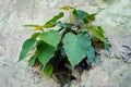 A sacred fig Ficus religiosa emerging from a wall. It is also known as the bodhi tree, pippala tree, peepul tree, peepal tree, Royalty Free Stock Photo