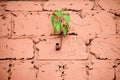 Sacred fig Ficus religiosa is growing side of water pipe PVC on wall block of building, Small tree growth on orange concrete. Royalty Free Stock Photo