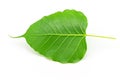 Sacred fig leaf (Ficus religiosa L. , Pipal Tree, Bohhi Tree, Bo Royalty Free Stock Photo