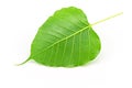 Sacred fig leaf (Ficus religiosa L. , Pipal Tree, Bohhi Tree, Bo Royalty Free Stock Photo