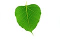 Sacred fig leaf (Ficus religiosa L. , Pipal Tree, Bohhi Tree, Bo Royalty Free Stock Photo