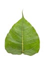 Sacred fig leaf Royalty Free Stock Photo