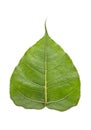 Sacred fig leaf