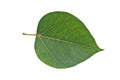 Sacred Fig leaf Royalty Free Stock Photo