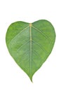 Sacred Fig leaf Royalty Free Stock Photo