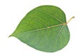 Sacred Fig leaf Royalty Free Stock Photo