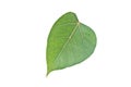 Sacred Fig leaf Royalty Free Stock Photo