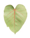 Sacred fig leaf isolated