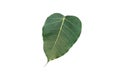 Sacred fig leaf ot photi leaf