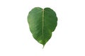 Sacred fig leaf or photi leaf