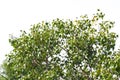 Sacred fig leaf (Ficus religiosa L , Peepal Tree, Bodhi Tree, Bo Tree, Peepul ) in the forest Royalty Free Stock Photo