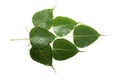 Sacred fig leaf (Ficus religiosa L. , Pipal Tree, Bohhi Tree, Bo Tree, Peepul ) isolated on white background Royalty Free Stock Photo