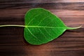 Sacred fig leaf (Ficus religiosa L. , Pipal Tree, Bohhi Tree, Bo Tree, Peepul ) on wooden background Royalty Free Stock Photo