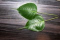 Sacred fig leaf (Ficus religiosa L. , Pipal Tree, Bohhi Tree, Bo Tree, Peepul ) on wooden background Royalty Free Stock Photo