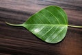 Sacred fig leaf (Ficus religiosa L. , Pipal Tree, Bohhi Tree, Bo Tree, Peepul ) on wooden background Royalty Free Stock Photo