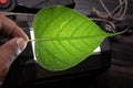 Sacred fig leaf & x28;Ficus religiosa L. , Pipal Tree, Bohhi Tree, Bo Tree, Peepul & x29; on wooden background Royalty Free Stock Photo