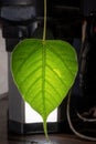 Sacred fig leaf (Ficus religiosa L. , Pipal Tree, Bohhi Tree, Bo Tree, Peepul ) on wooden background Royalty Free Stock Photo