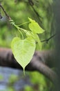 Sacred fig Royalty Free Stock Photo