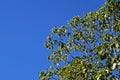 Sacred fig leaves, Ficus religiosa, and blue sky Royalty Free Stock Photo