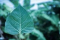 Sacred fig leaves Royalty Free Stock Photo