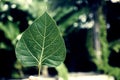 Sacred fig leaves Royalty Free Stock Photo