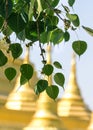 Sacred fig leaves Royalty Free Stock Photo